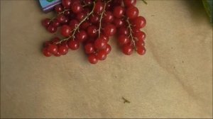 СВЯТОМИХАЙЛОВСКАЯ.  Красная смородина. Сорт не новый, но очень популярный.