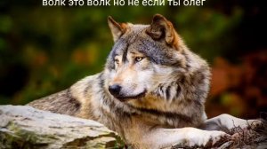 Цитата волка ауф