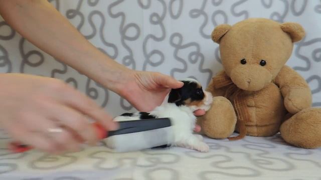 Щенок бивер мальчик 1. Питомник биверов ГрэйсКод