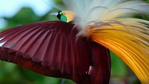 Райские птицы - самые красивые птицы в мире! Нарезка видео