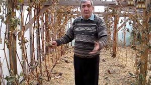 ? Первые осенние заморозки на винограднике