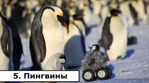 10 удивительных фактов о том, как спят животные