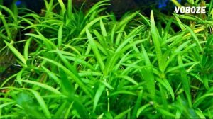 Эхинодорус нежный. Содержание и уход. Echinodorus tenellus. Аквариумные растения.