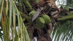 Cutting off coconuts from a palm tree in Florida