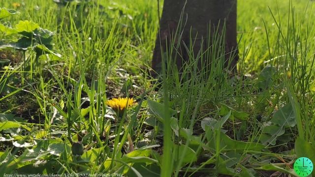 Пение птиц в лесу исцеляет душу и тело,снимает стресс/Звуки природы/Birdsong/Sounds of nature/Relax
