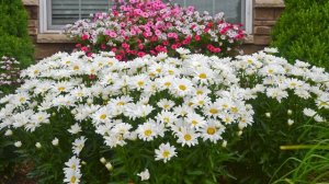 Plant Of The Day: July 24 - July 30 (Now 35% Off)