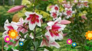 Лилия от гибрид Сонора. Краткий обзор, описание характеристик, где купить луковицы Sonora