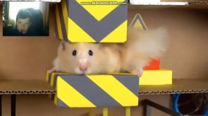хомячок проходит испытания!