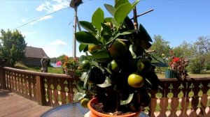 Каламондин (Цитрофортунелла) - особенности ухода за экзотическим растением