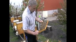Вывод маток для пчел