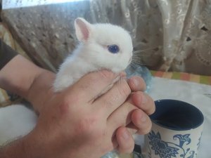 Декоративные кролики Гермелины Москва