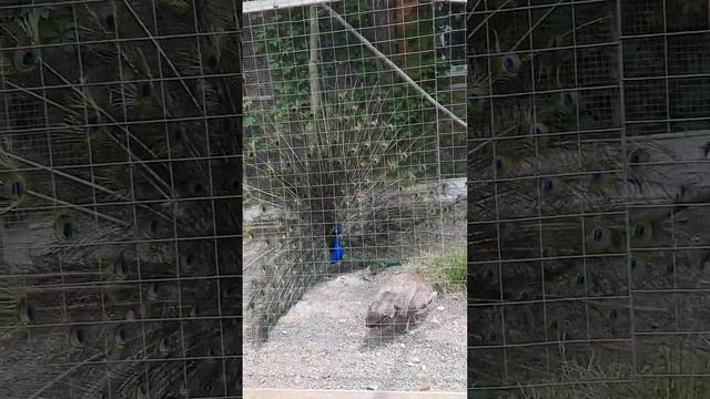 Поездка во Владивосток. Июнь 2023 г. Зоопарк. Павлин распустил хвост. смотреть онлайн