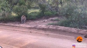 ЛЕОПАРД ПРОТИВ ГИЕНЫ