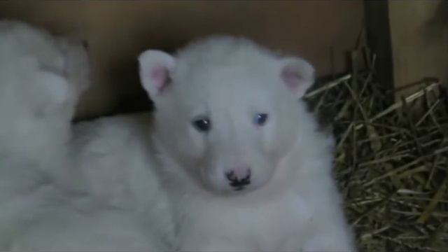 Видео архив всех лаек Соловьева Ю.В.