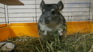 Как купать шиншилл? Какой песок лучше использовать? Опасен ли кварцевый песок??? | Шиншилла Шурик