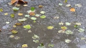 Ян Райбург.Осень