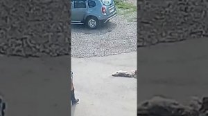 Собака грызет Собаку до смерти, жесть!!!