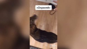 Собака Ася из Tik Tok🥰///Самые популярные видео😱///12 млн просмотров