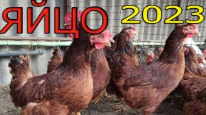Цена на инкубационное яйцо 2023. Начало