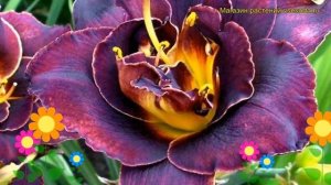 Лилейник гибридный Вуду Дансер. Краткий обзор, описание характеристик hemerocallis Voodoo Dancer