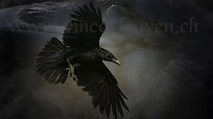 Raven -- Flieg mein Rabe