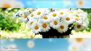 Гузель Уразова Ромашкалар