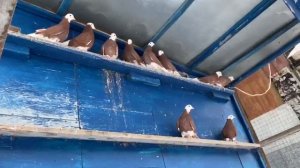 Пермские чубарые голуби