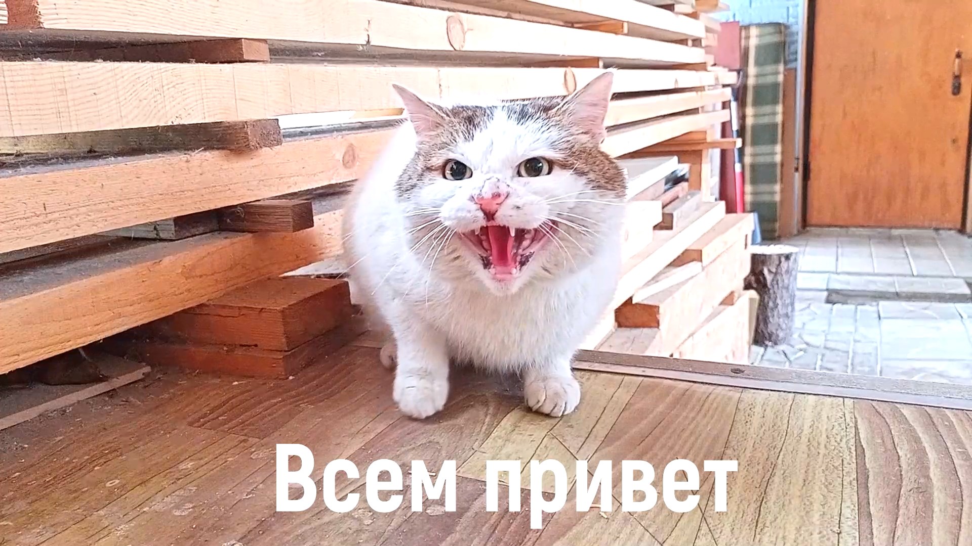 Боевой кот 2