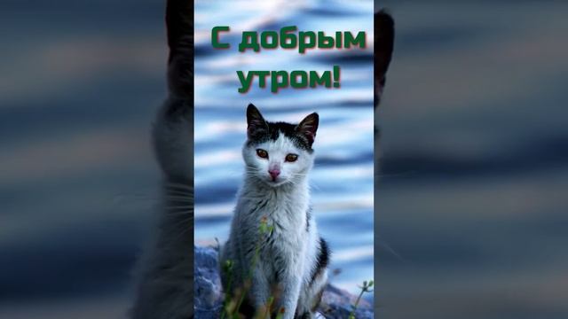 Доброе весеннее утро #shorts