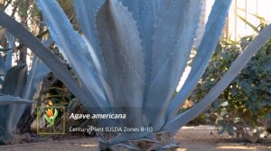 Watch This Before You Buy Agave Plants!  PS: I have a Favorite :)