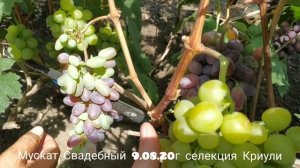 Виноград Мускат Свадебный селекция Криули С.И