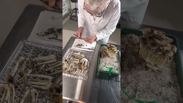 Harvesting Mushrooms grown in Monotub tray homegrown MushLab Popshrooms2 смотреть онлайн