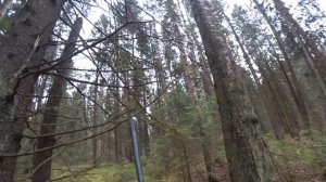 Охота на рябчика с манками. Осень 2021