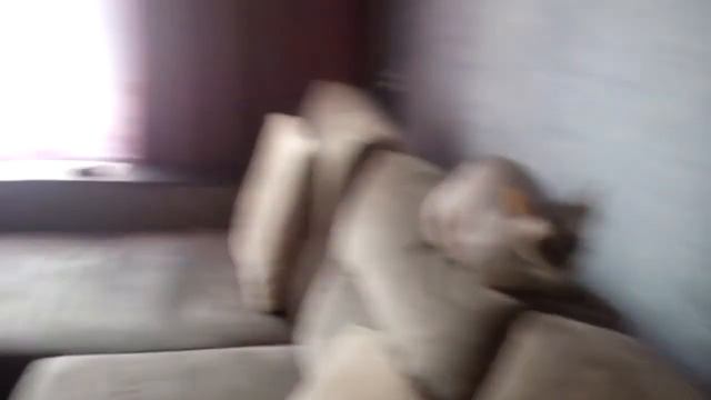 сфинкс любит рыбак