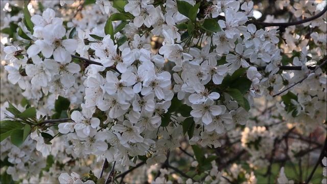 Иеромонах Василий. Се восходим во Иерусалим… Часть 1. Пасха Красная - Нина Павлова смотреть онлайн