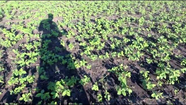 Хим.обработка сои и подсчет всходов. смотреть онлайн