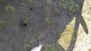 Рыбалка, Ставропольский край, х. Кунаковский. 25.09.2022