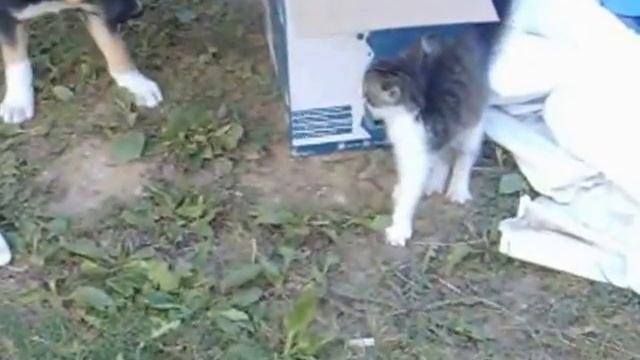 Котенок и щенок неожиданный финал первой встречи