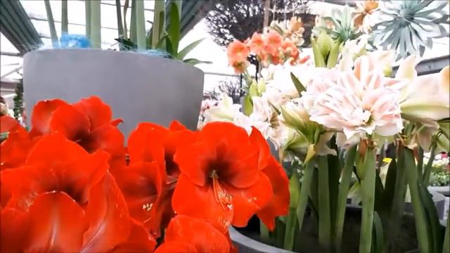 Аmazing beauty of flowers .Keukenhof , situated in Lisse, South Holland, Netherlands смотреть онлайн