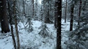 Ставим капканы на белку, ищем куницу.