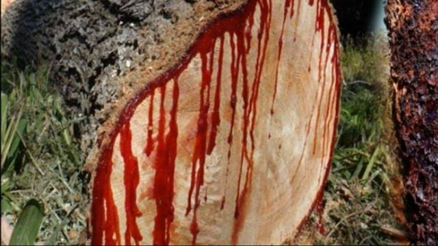 Драконово дерево самое необычное растение/Растение в котором течёт кровь дракона/Драцена драконовая смотреть онлайн