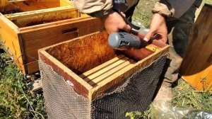 двухъярусная ловушка для пчёл часть 2 (вскрытие )