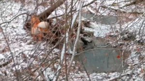 Схватка собаки и лисы.