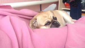 Мопс Patrick плачет(воет)