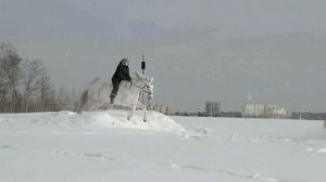История терской породы лошадей
