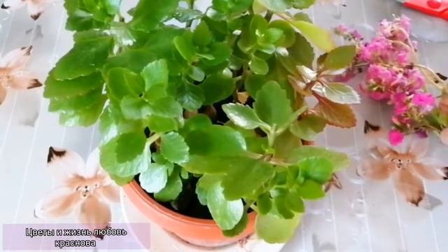 Каланхои обрезка. Как можно размножить.