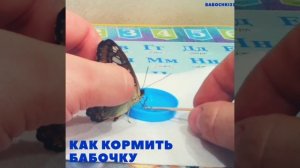 Как кормить бабочку - Тигровая Сильвия