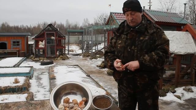 Опасный источник кальция для племенных кур.
