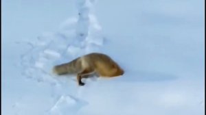 Охота лисы зимой на мышей
