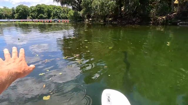 Каякинг с Аллигаторами и Ламантинами во Флориде / Лучшее место для отдыха смотреть онлайн